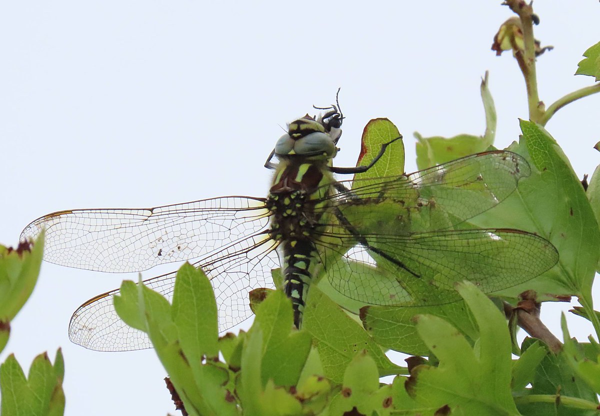 We stopped for lunch overlooking the lakes as did this Hairy Dragonfly which made short work of a St Mark's fly. A Raven was perched on top of the Peregrine box as we headed back before the rain set in 📷🌦️🪰🙂💚👍 #SaveMinsterMarshes #spring #wildlife