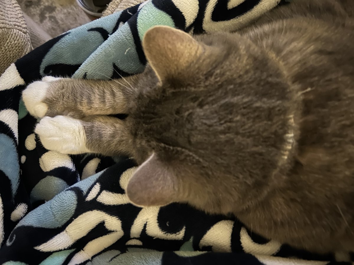 Here I am for #takeanaptuesday and #tabby tuesday showing my white mittens, they might not be purfect ones like Teddy’s but mom think they are so cute! Hope all our pals are having a pawsome day! ❤️Maggie  (and  Teddy) #CatsOnX,  #AdoptDontShop,
#BeKindAlways 😽😻🐾🐈‍⬛🐶🐕