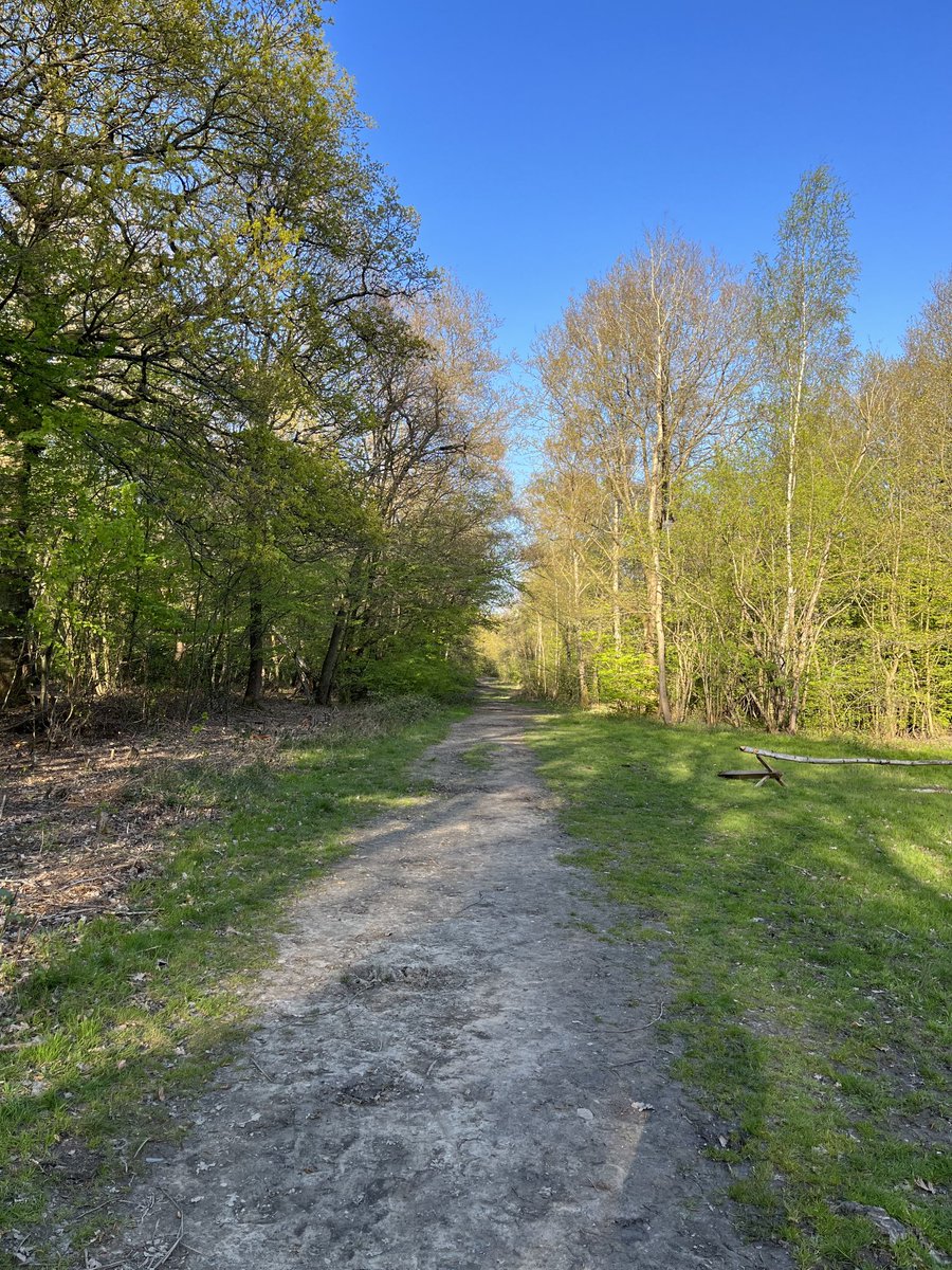 One of those days when it’s not easy to count blessings but I still follow the path until I get there #TreeClub 🌳⁦@WoodlandNomad⁩