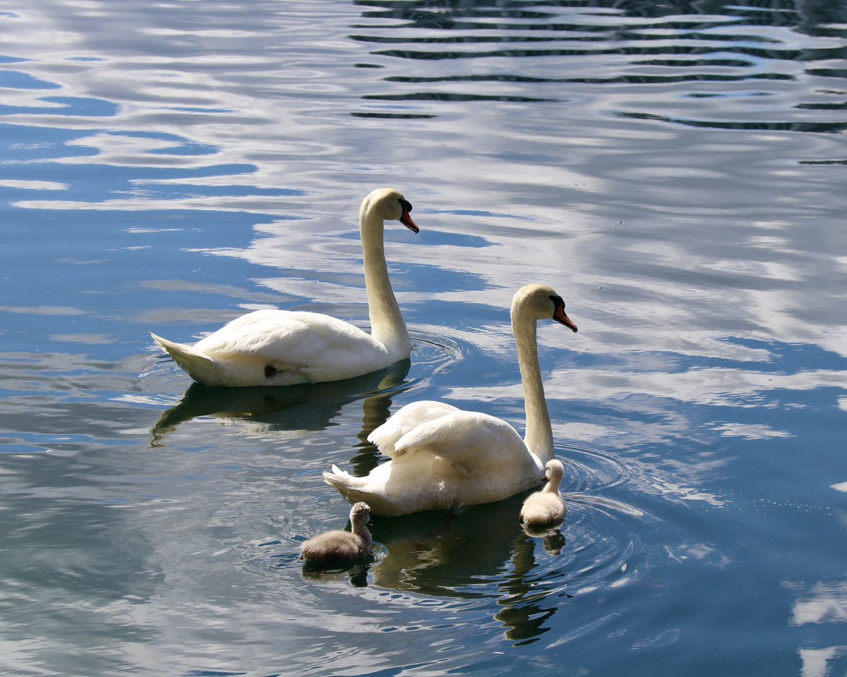 Round up the little ones &amp; head to the park! 🦢💙

orlando.gov/lakeeola