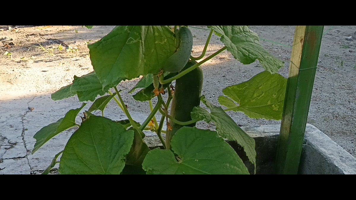 Today we are very excited to have officially opened GCS Good Agricultural Practices Model Farm at Th.Guraidho.Sponsored by @GEF_SGP @UNDPMaldives @Dhaduveriya We are having amazing results in testing organic composts made by the 24hrs organic composting machine from the project.