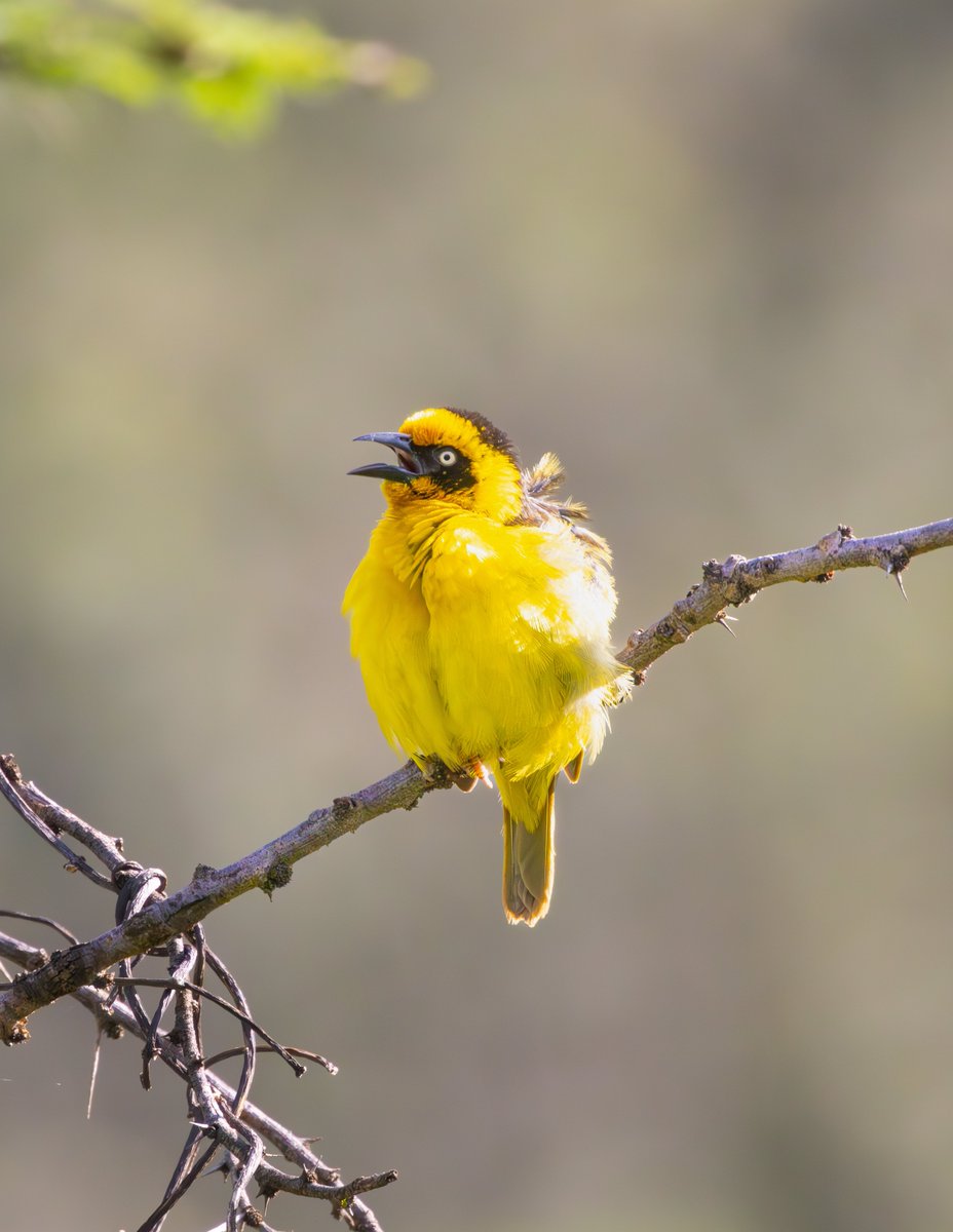 Baglafecht weaver (Juvenile)
#nature #wildlife #birds #BirdPhotography #NaturePhotography #WildlifeFacts #BirdsSeenIn2024 #BirdsOfTwitter #TwitterNaturePhotography #africanwildlifephotography #wildlifephotography #birdwatching