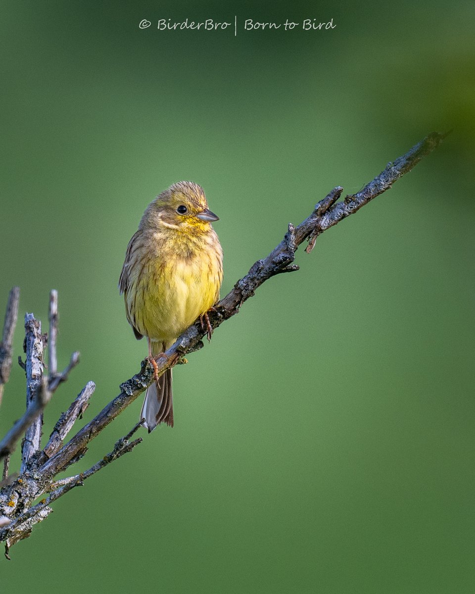 I saw another Yellowhammer aka Golden Bunting today ⬇️😍 #birdwatching #birds #NatureBeauty #birdphotography #BirdTwitter