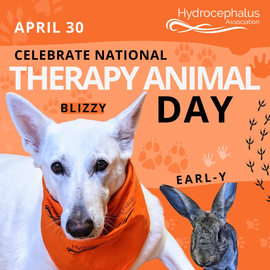 BLIZZY, Earl-y & the Hydrocephalus Association celebrate today, April 30th, National #TherapyAnimalDay! Yes, they are #pets, but they are masters of support. 🐾  Tell us a story where an animal brightened YOUR day!  #hydroassoc #hydrocephalussupport #therapyanimals