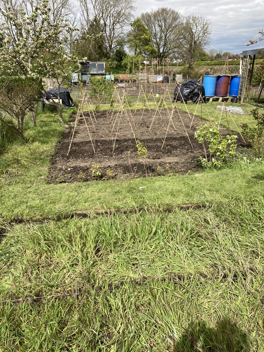Peas finally all in. Pumpkins in and started the sweetcorn bed… luckily took the dog to scare off the birds!
#allotmentlife #allotmentuk #allotmentdogs