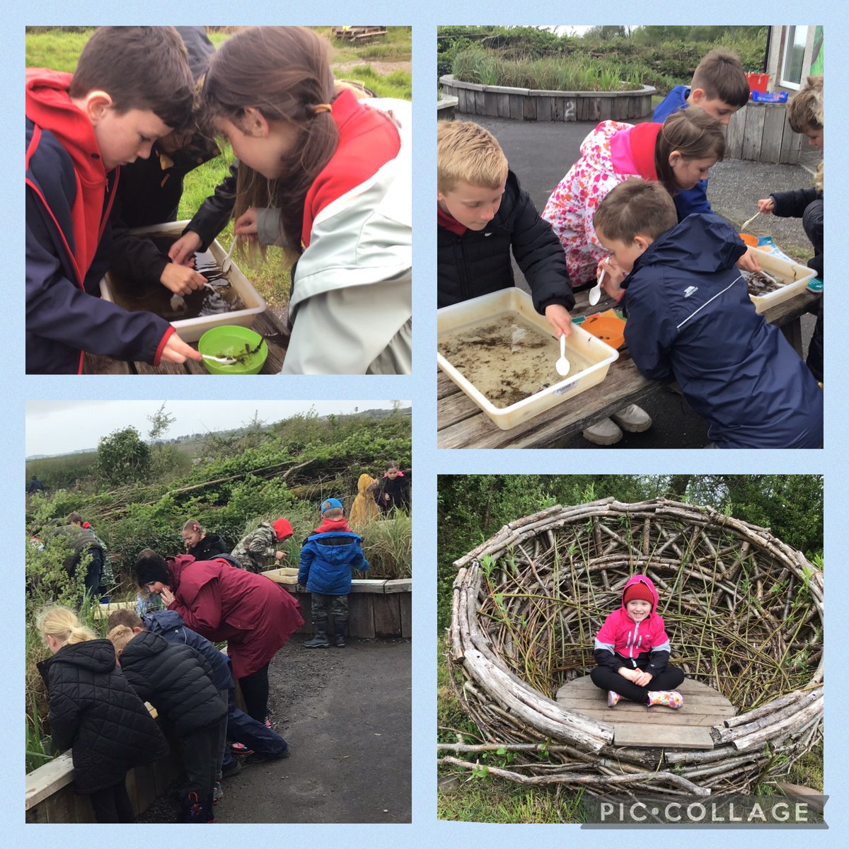 Anturiaethau Blwyddyn 4 ym Mhenclacwydd. Profiadau hyfryd i’r plant wrth iddynt chwilio ac adnabod bwystfilod bach a mynd ar daith adar. #awyragored Year 4 had great experiences pond dipping and going on a bird tour. We’re looking forward to develop our own garden pond. #GaTh