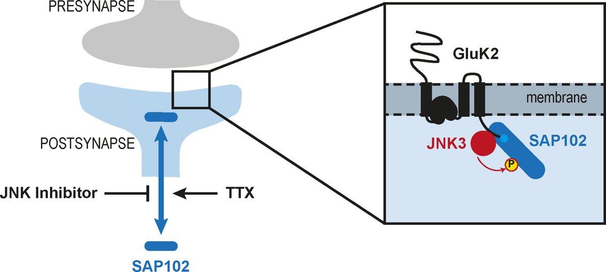 New in JBC press: 'Scientists' data support a model in which JNK-mediated regulation of SAP102 influences the dynamic trafficking of kainate receptors to postsynaptic sites.' Learn more: jbc.org/article/S0021-…