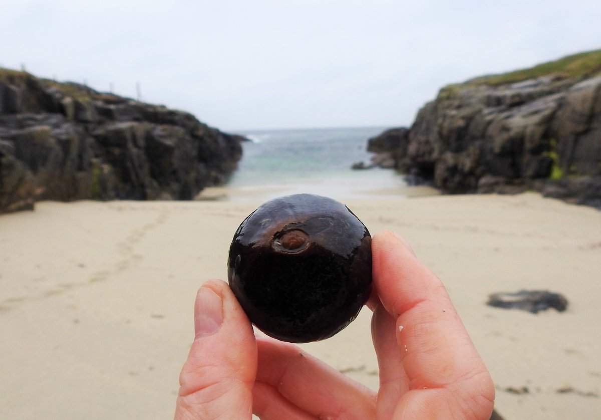 We were delighted to discover our first Sea Coconut yesterday, a sea bean we never really expected to find here. So we were utterly shocked to stumble upon another on Vatersay this evening! It seemed so improbable we had to sit down for a few minutes while realisation sank in.