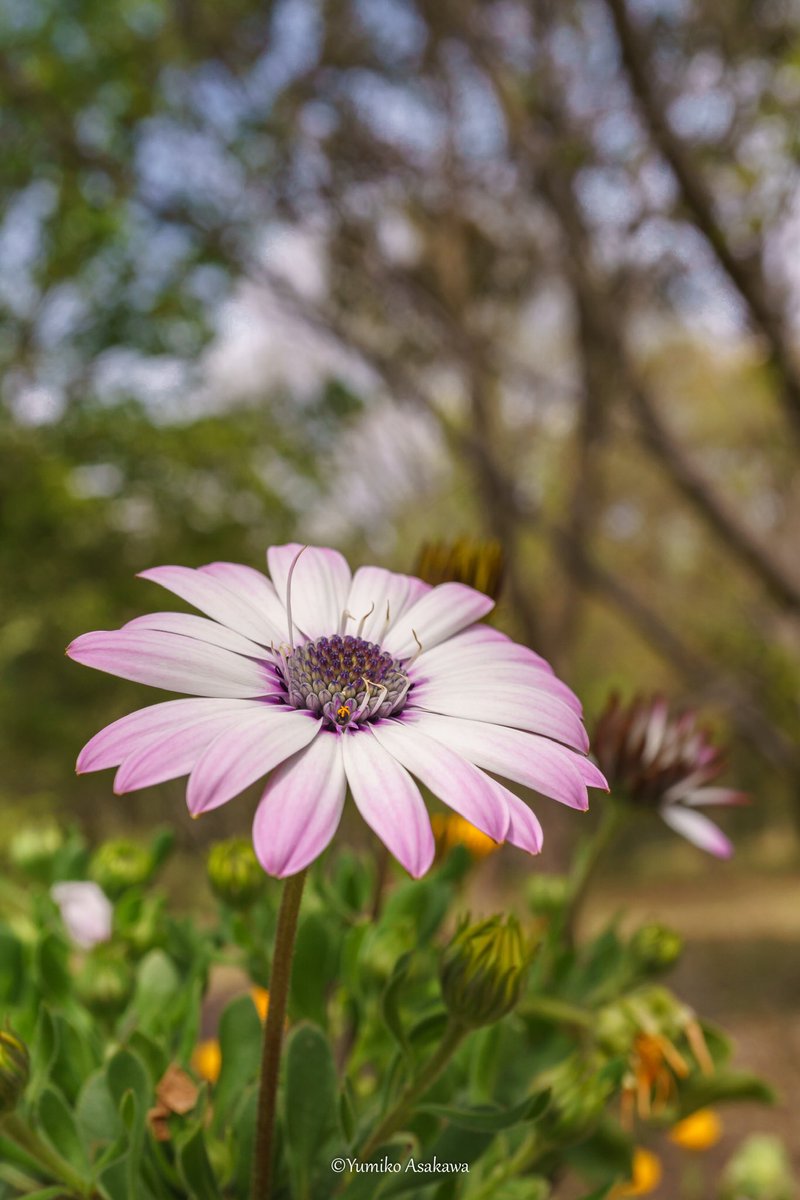 オステオスペルマムさん♪
大きな笑顔で咲いてます(´∀｀*)

#オステオスペルマム #ケープマーガレット #osteospermum #春 #春の花 #flowers #whiteflowers #flowerphotography #nature #naturephotography