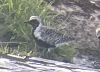 Don’t think I’ve seen a grey plover at Staines before so made sense to pop in after a trip away. Beautiful plumage with speckles of gold.