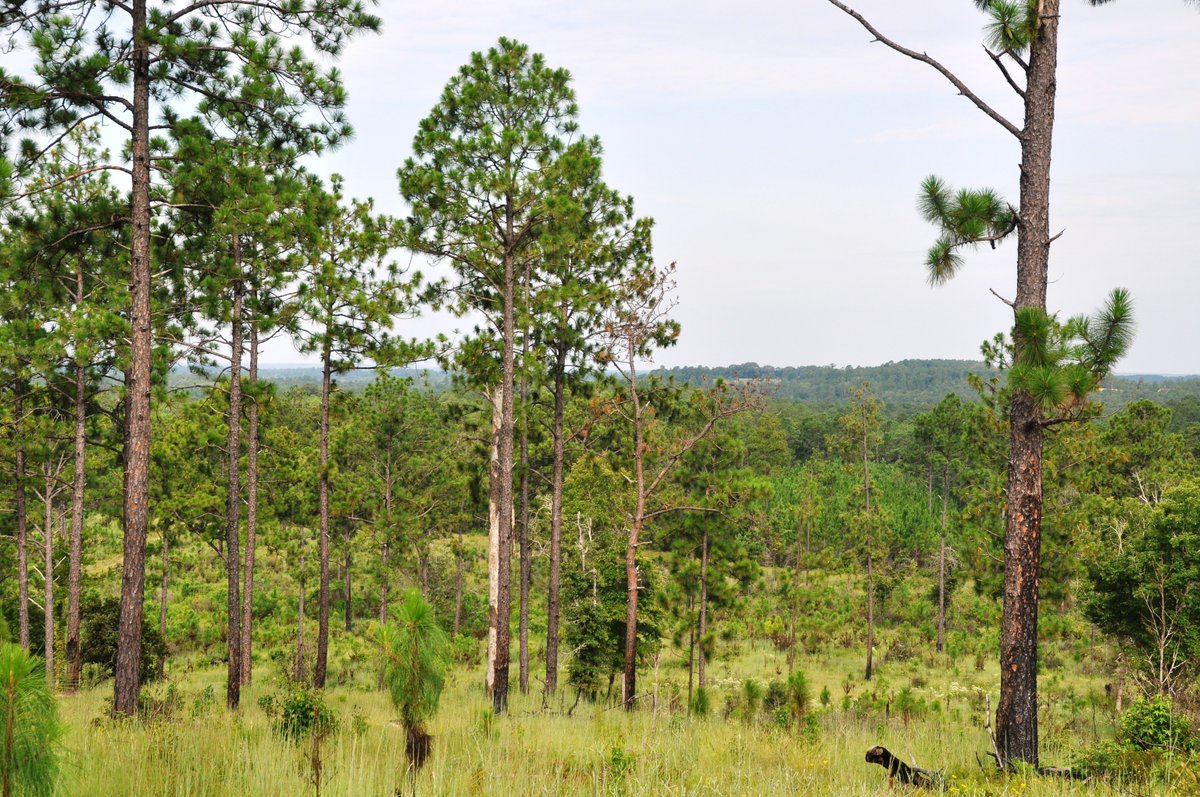 Without driving too far in East Texas, longleaf pines will quickly appear to be one of the most prevalent trees. Growing nearly 125 feet tall, these evergreens provide a safe haven for the endangered red-cockaded woodpecker species in East Texas. #SpeciesSpotlight