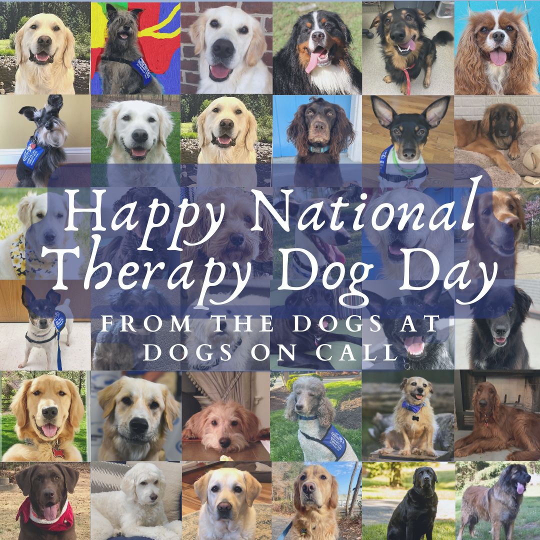It’s National Therapy Dog Day! From our Dogs on Call teams to you, we hope it’s a good one! 

If you would like to support Dogs on Call, head to this link! buff.ly/49JSnWn 

#TherapyDogDay2024 #NationalTherapyDogDay #dogsoncall #chai