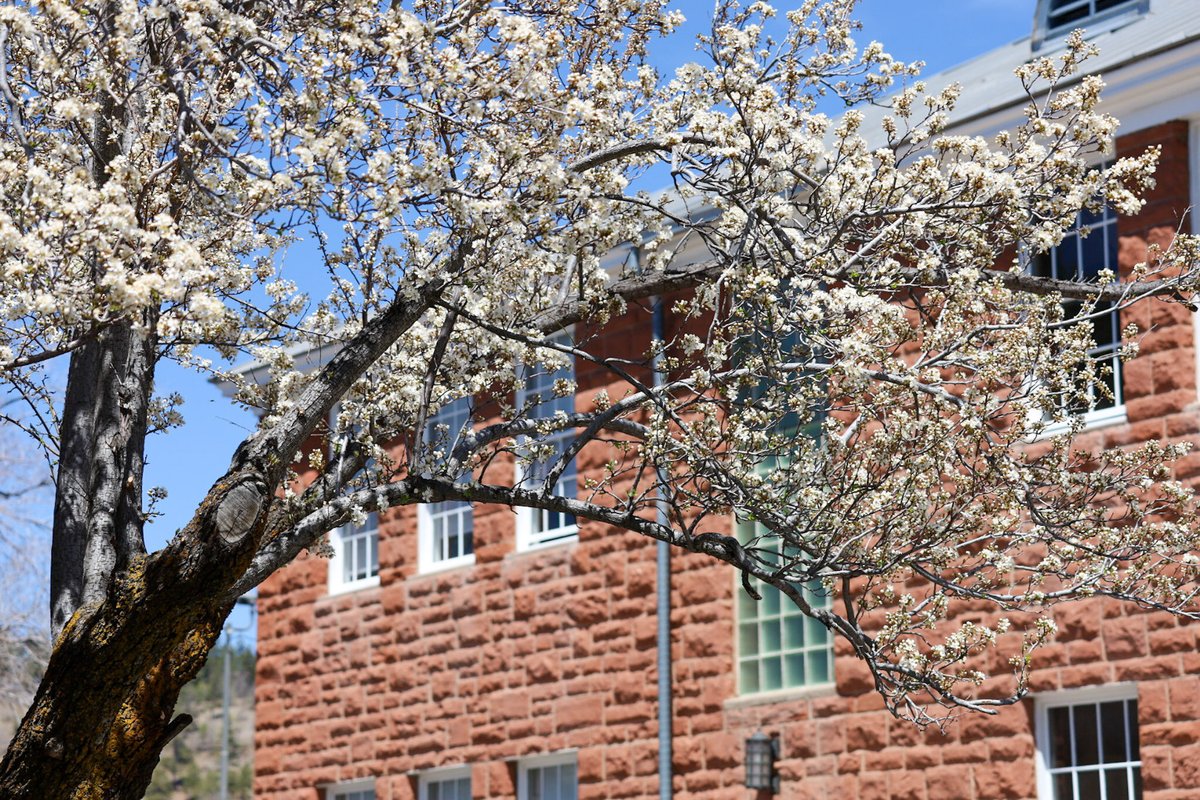 🌸🌼 Spring is blooming on campus 🌼🌸