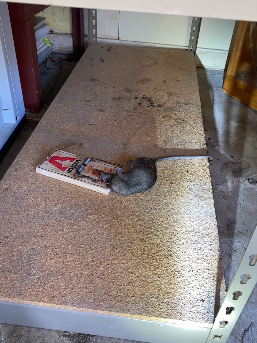 Your home should be a sanctuary, not a haven for pests. My rodent control service ensures your living space remains rodent-free. Learn more by visiting my website. #RodentControl #SouthSanFranciscoCA
rodentcontrolsouthsanfrancisco.com/rodent-control