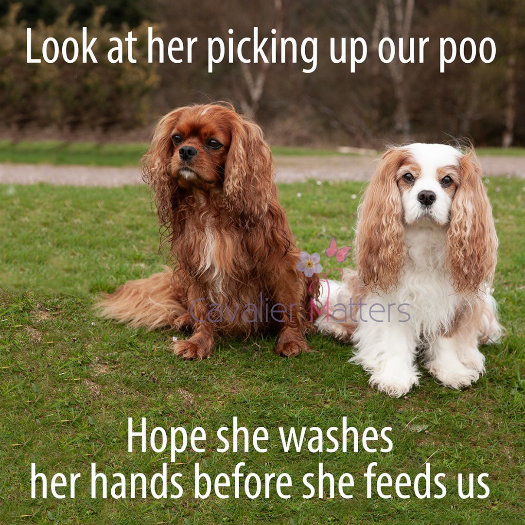 'Look at her picking up our poo'

'Hope she washes her hands before she feeds us'