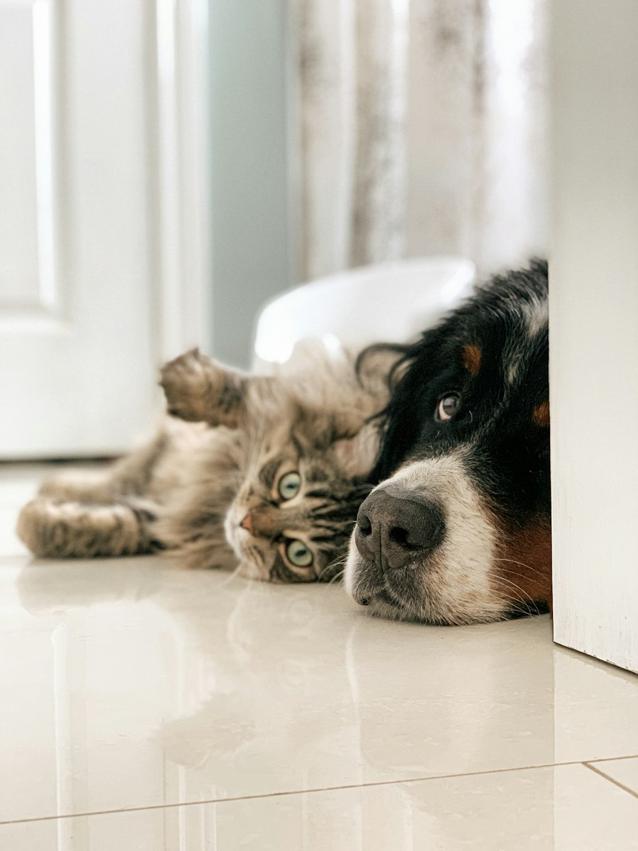 🐶 While Pet Poison Prevention Week has come and gone, it's crucial to remain vigilant about pet safety year-round. Learn how to protect your furry friends from common household toxins in our blog post: barkleyandmiao.com/post/safeguard…
#PetSafety #petsitter #boyntonbeach #adoptdontshop