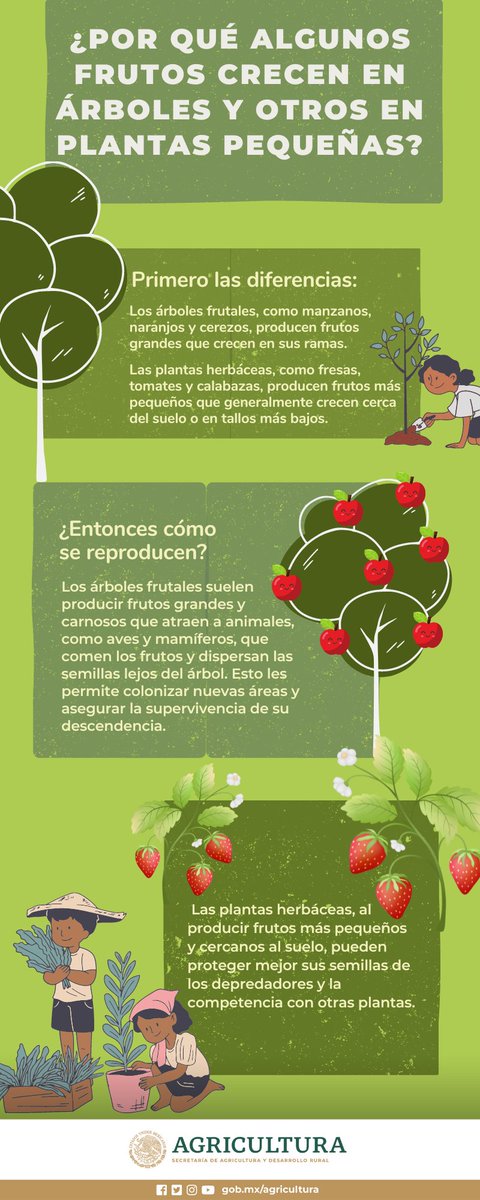 #DíaDeLaNiñez I ¿Alguna vez te preguntaste por qué algunos frutos crecen en árboles y otros en plantas pequeñas? Hoy te contamos este y más secretos del campo en nuestro blog: rebrand.ly/cl1z6a3 🥳🌺 Déjanos en comentarios tus dudas de pequeño y las responderemos. 👇