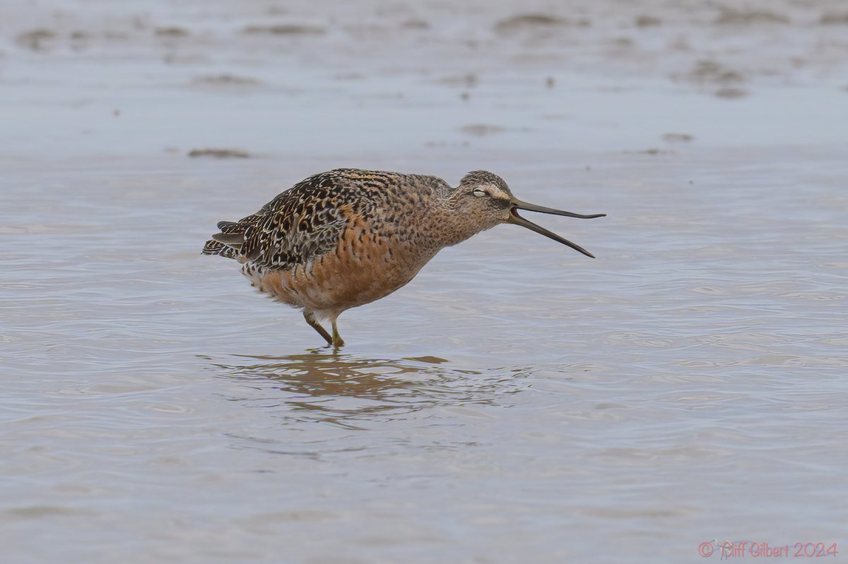 The @NWTCleyCentre Long-billed Dowitcher is looking really good now, plus a bit of tongue and Rhynchokinesis for good measure