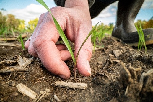 Questions about #cropinsurance? Here's an overview and brief explanation of each step in the crop insurance application process: bit.ly/3ARX1iD