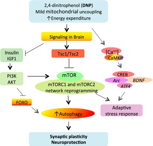 Going to experiment low dose DNP real soon.
'Here, we show that the mitochondrial uncoupling agent DNP elicits adaptive signaling responses in the cerebral cortex involving activation of Ca2+-CREB and autophagy pathways, and inhibition of mTOR and insulin signaling pathways.'