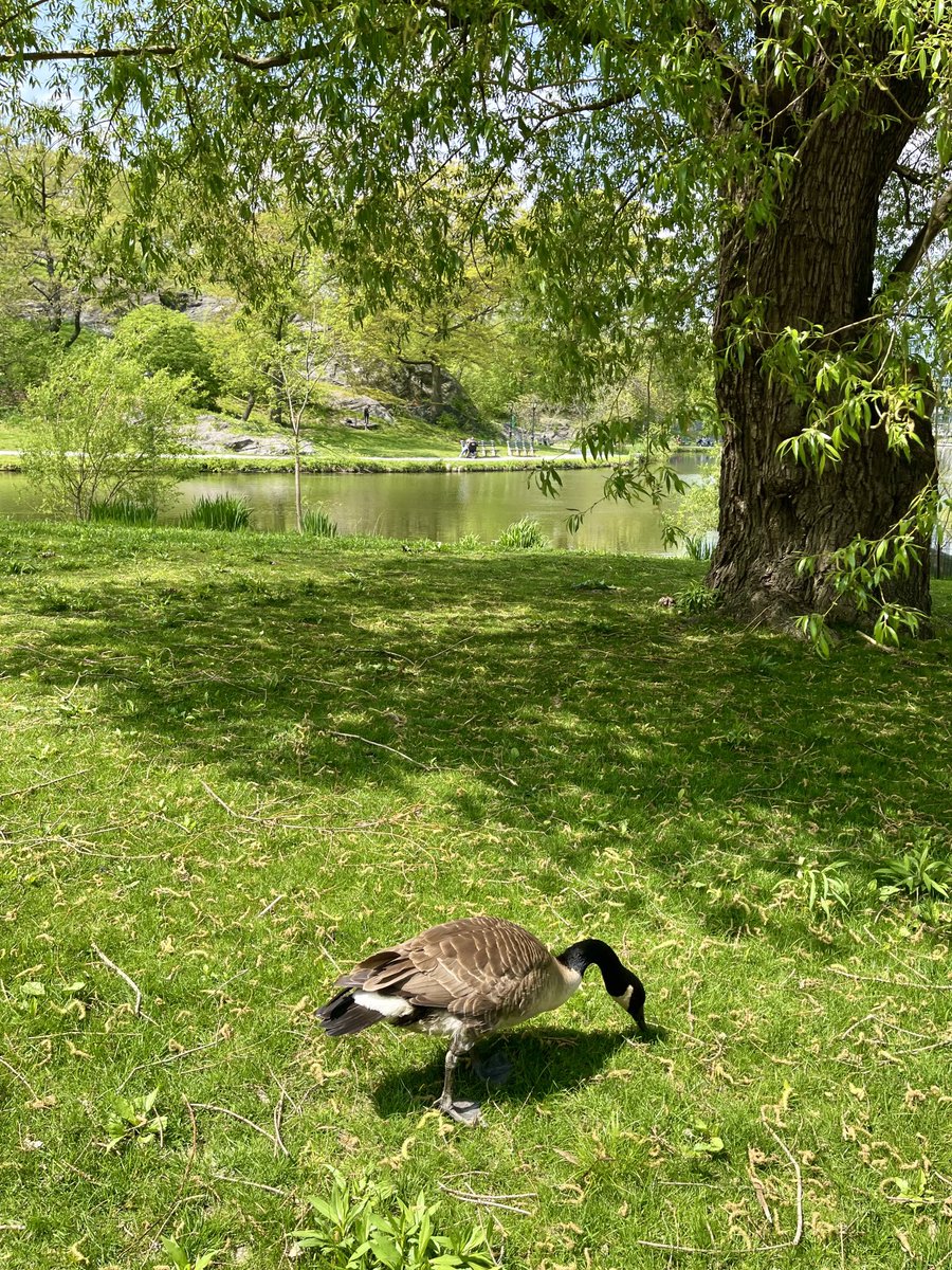 #CentralPark