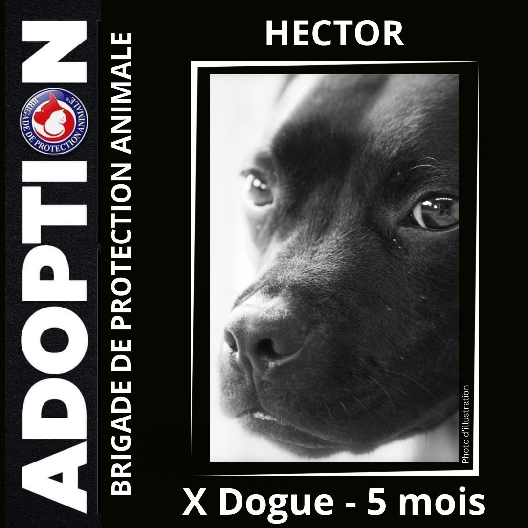 Brigade_BPA's tweet image. ❣️À L’#ADOPTION❣️

#chiot de 5 mois, heureux de #vivre, sociable #chiens et #chats. Son éducation et sa socialisation seront à poursuivre, comme tout jeune #compagnon qui découvre la #vie de #famille 😌

Si vous #craquer pour lui, c’est par ici 👉 docs.google.com/forms/u/0/d/1w…

#BPA