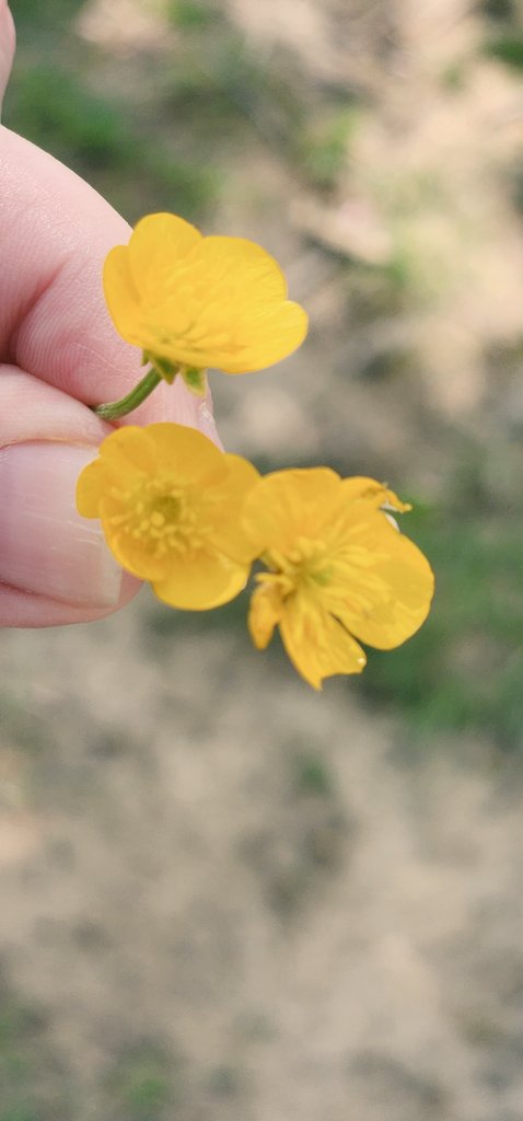 A little sweetheart picked these for me, just the bit of sunshine I needed