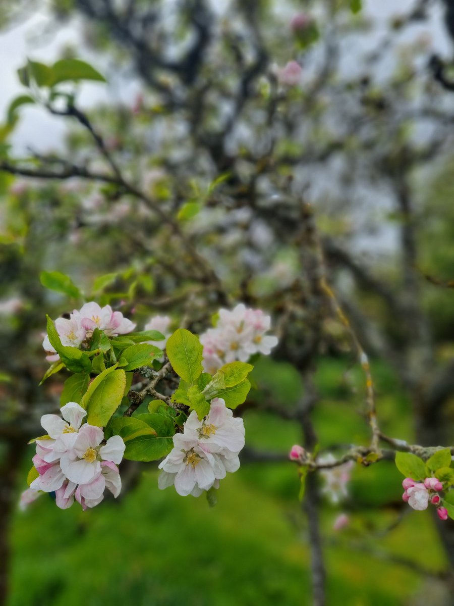 #Blossom 🌸 init 

#Horticulture #GardenersWorld #outdoorlife #Hereford