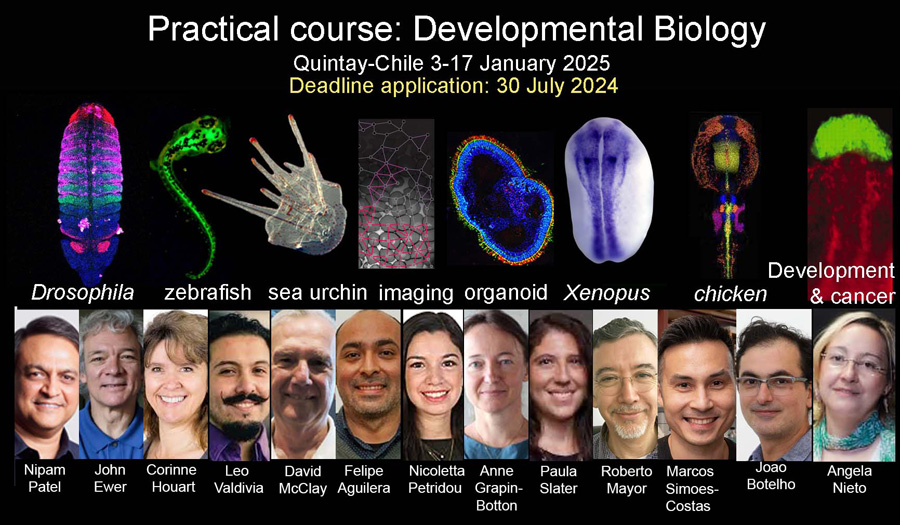 We are very happy to announce the next version of the Developmental Biology Course at Quintay, Chile in January 2025. Deadline for application: 30 July 2024. Instructions to apply: lasdb-development.org
