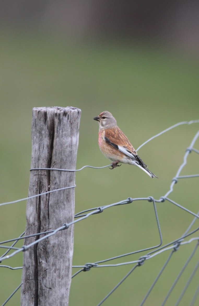 Camín a la ITV hay cosucas
