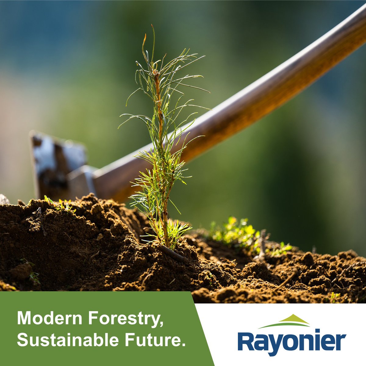 Modern forestry achieves sustainability through continuous cycles of growth, harvests & regrowth. This creates a mosaic of forest age & size classes across the landscape, which is beneficial for wildlife, water quality & carbon sequestration. Learn more: hubs.ly/Q02sJPD70