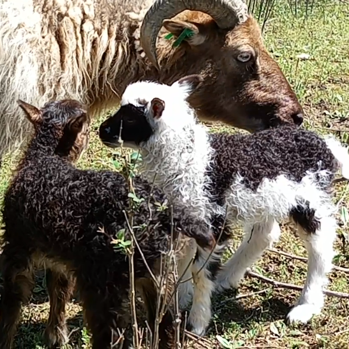 New baby sheep #IcelandicSheep #Lambs #WoolSheep #FiberArts