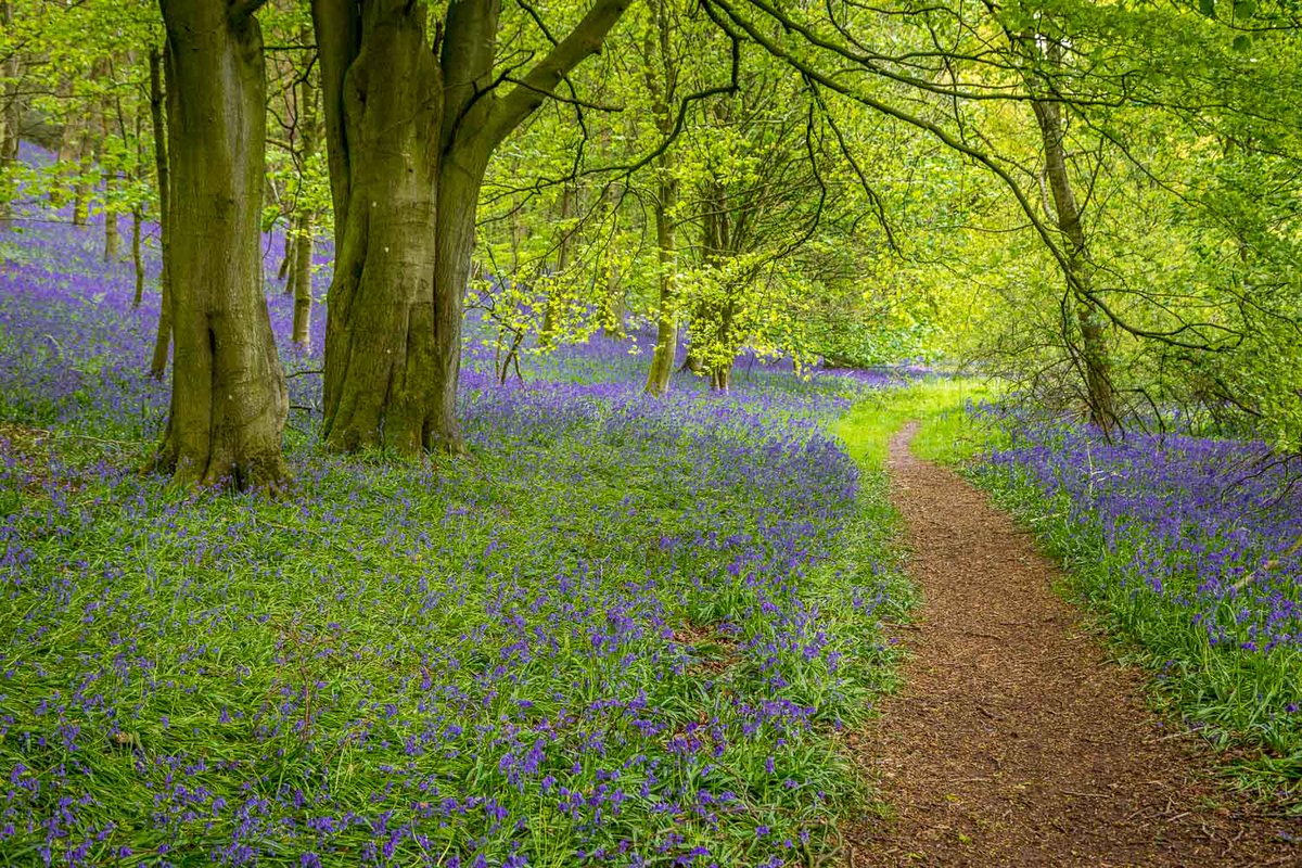 Bluebells in Flakebridge Wood #Cumbria
andrewswalks.co.uk/flakebridge-wo…