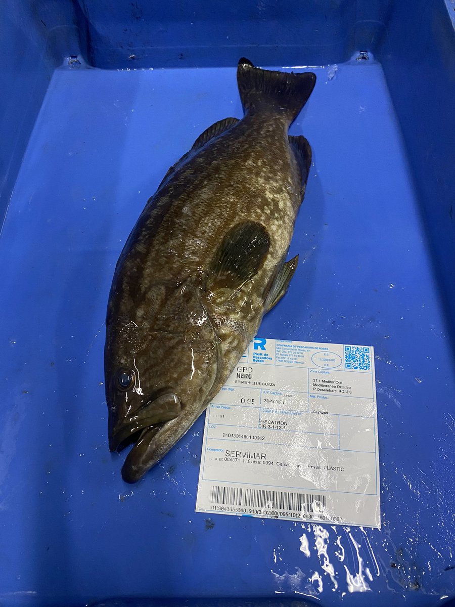 MERO del Cap de Creus 💙 

#pescadorsderoses #mero #capdecreus #costabrava