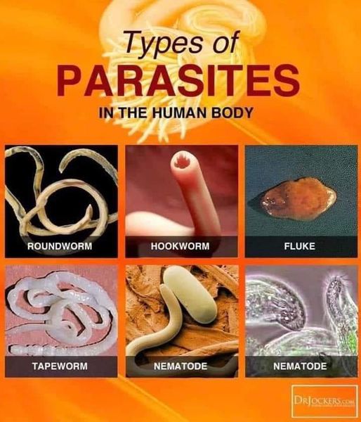 Release physical and energetic parasites fast and efficiently with Quantum Healing! 

Sign up by Thursday at rootsrestoredwellness.com 
 
#parasites #quantumhealing #parasitecleanse #rootsrestoredwellness  #energyhealing #quantumhealer #spirituality #clearparasites #energyvampire