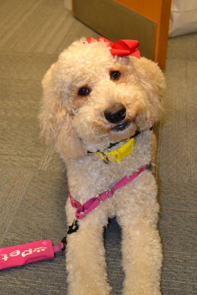 Today is #NationalTherapyAnimalDay! 

We are grateful for Sage and how much she brightens the halls of Newberry Hospital! 

Two paws up for this hard working girl!