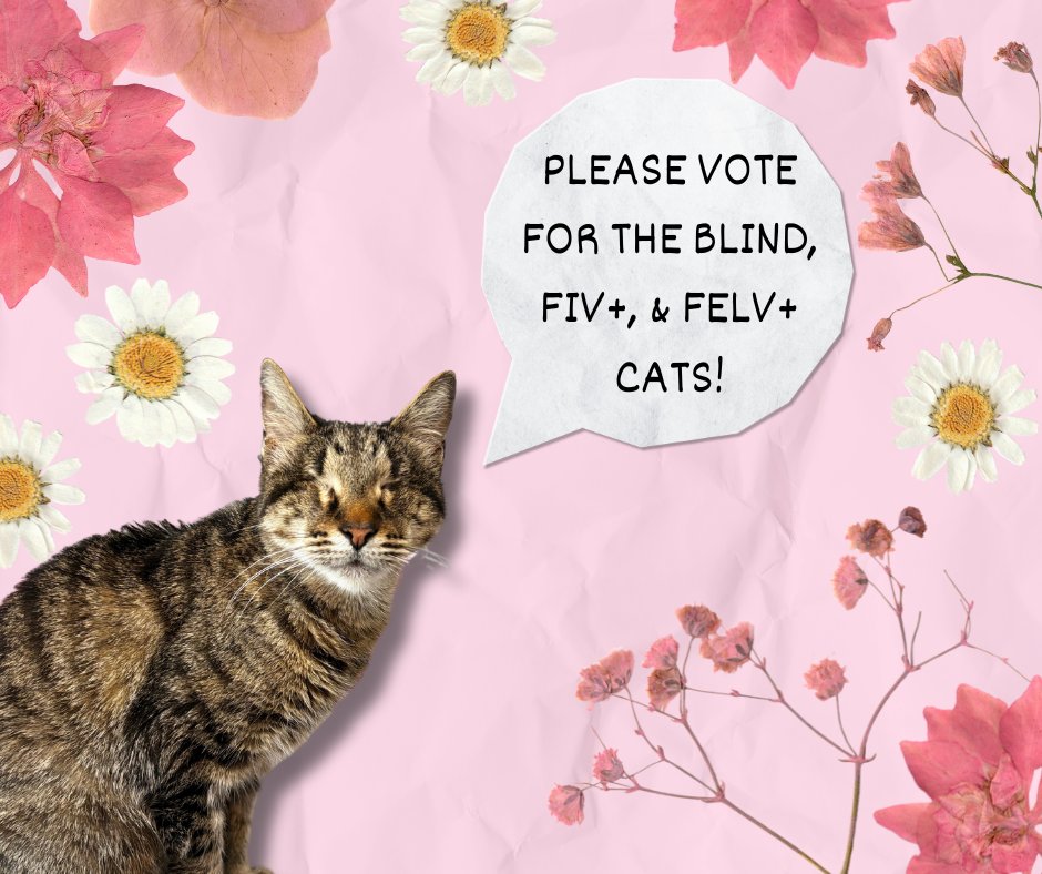 Please consider voting for the blind, fiv, and felv+ cats! You may vote daily to help the kitties! 🌷
The contest is linked here: bit.ly/3Zj6DzE
** If you would like a daily email reminder, please email at blindcat@blindcatrescue.com **
Thank you for helping the cats!!