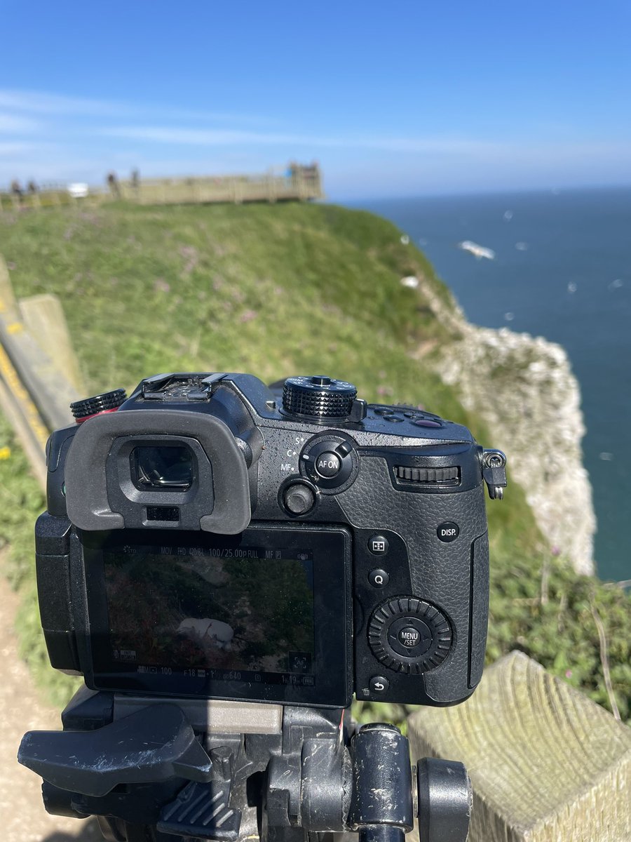 Had my yearly visit to @Bempton_Cliffs today