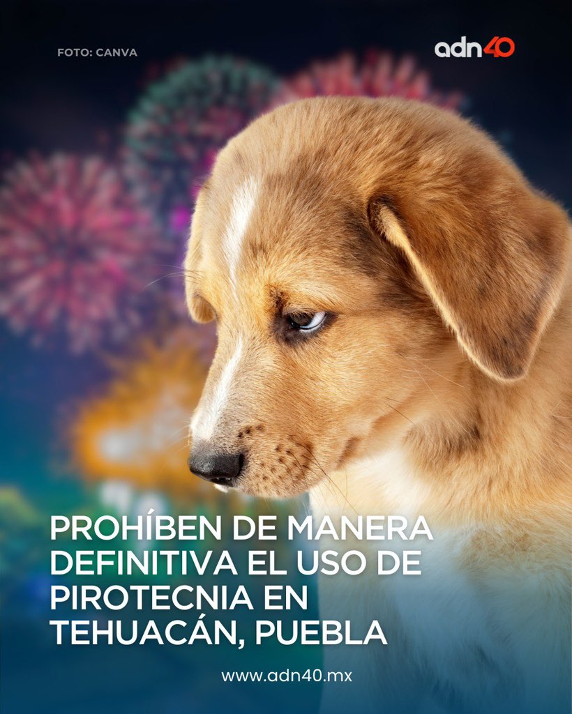 ¡Por fin! Un paso para los animales, se prohibió de manera definitiva la pirotecnia en Tehuacán, Puebla 👏🏻