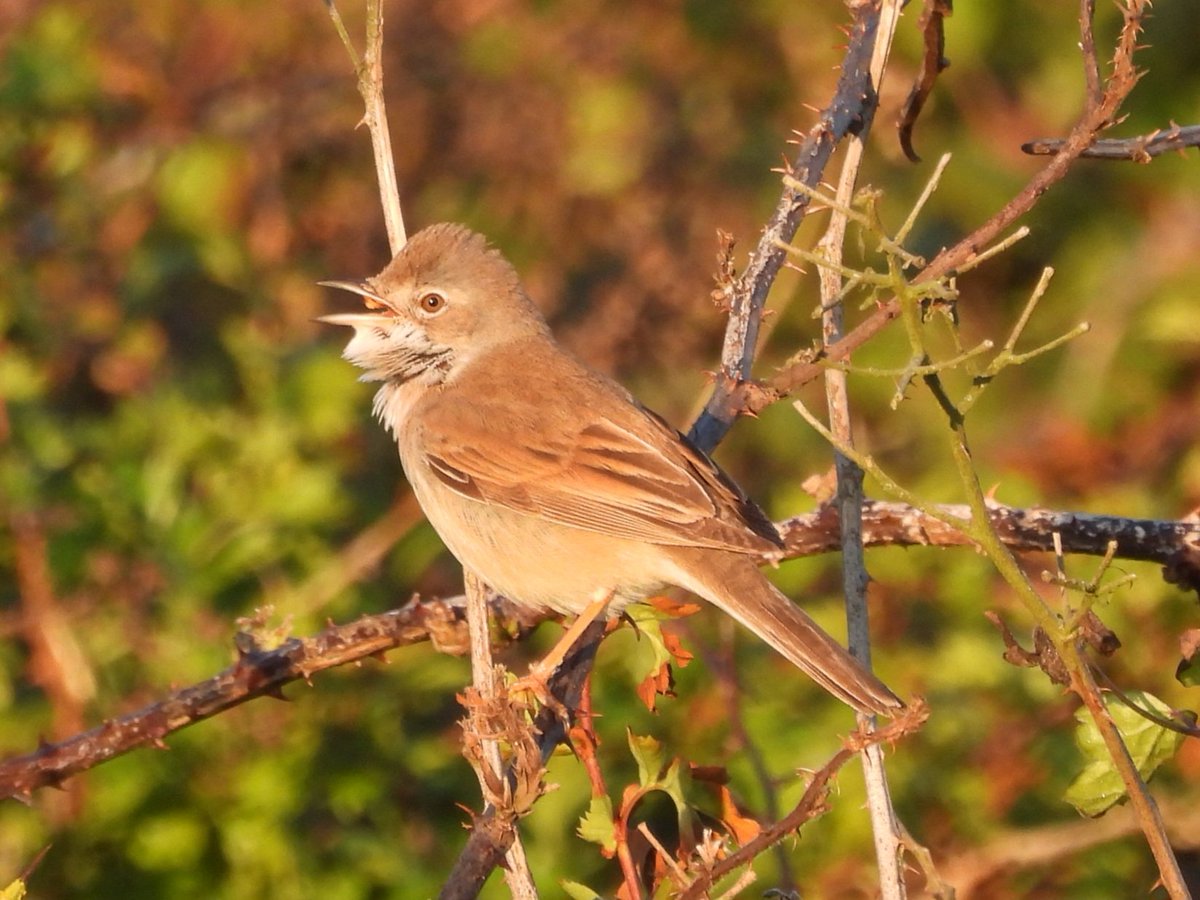 Whitethroat on Beeston bump this morning