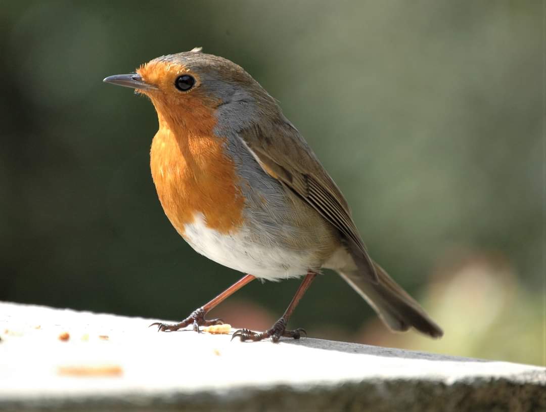 Rockin` Robin! ;-) #fergyspics @Natures_Voice ♡