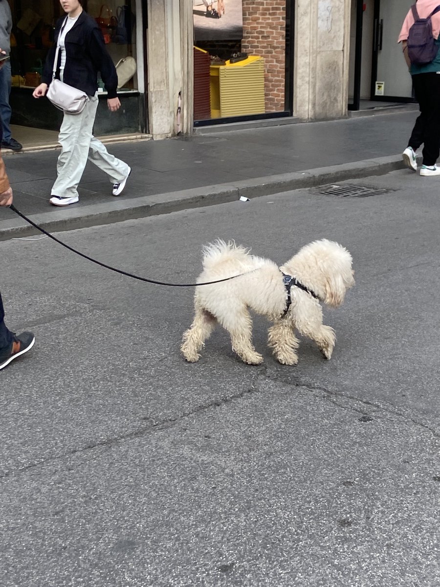 visto un cagnolino stupendo