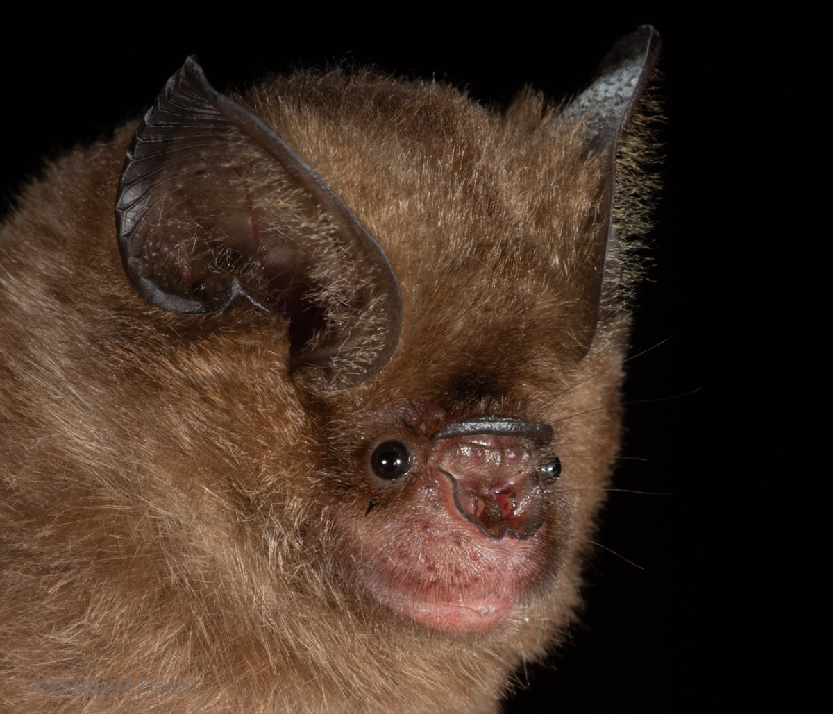 This looks exactly like my grandma's dog. 🦇 Bornean leaf-nosed bat 📷Charles M. Francis