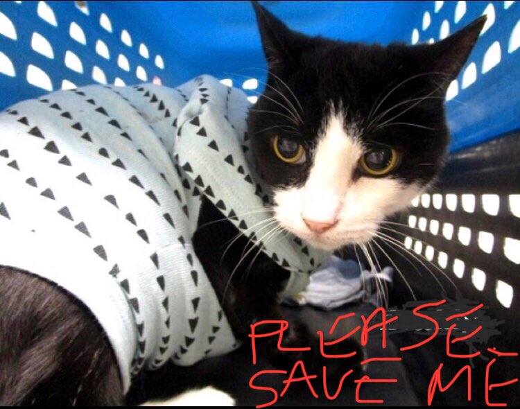 🆘CODE RED: CRITICAL🆘 Cruelly dumped by his ‘forever person’ super sweet very affectionate #SENIOR BUDDY needs #IMMEDIATE #RESCUE‼️ PLEASE #RT #PLEDGE #FOSTER #ADOPT - everything you can do to #HELP✔️ #cats #rescue @cobbkitties #MARIETTA #GA #SharingSavesLives RT@FrederickTripp8
