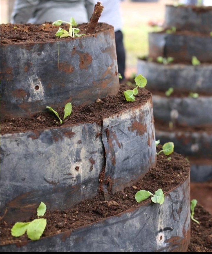 FOOD TOWER:
This the a vertical garden where vegetables and spices are planted. It has numerous benefits including helping farmers to produce vegetables and spices all year round. 
#QUESTION: What else do you know about a food tower???

Comment, Like and Repost.
#LetsFarmTogether