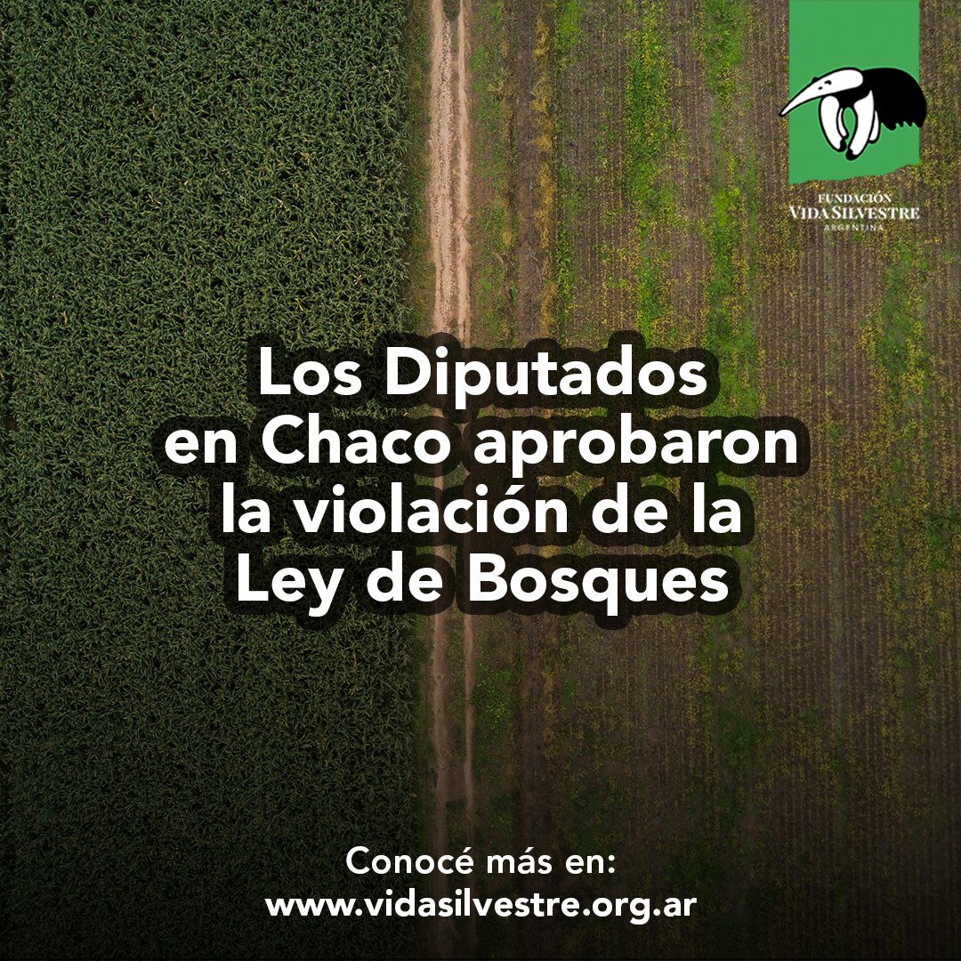 🚨 ¡Atención! Los diputados de la provincia de #Chaco aprobaron una actualización del Ordenamiento Territorial de Bosques Nativos (OTBN), que viola la #LeyDeBosques. 
👉🏼 Más información en nuestra web: vidasilvestre.org.ar