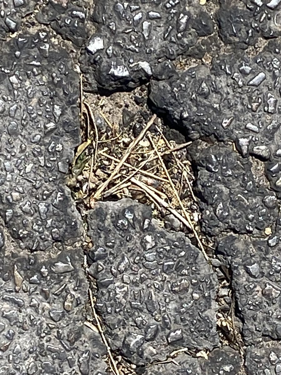 Went to the grocery store and saw this beautiful blessing in a hole the pavement - a pentacle from straw and the hole in the ground is a circle 🧙‍♀️🪶