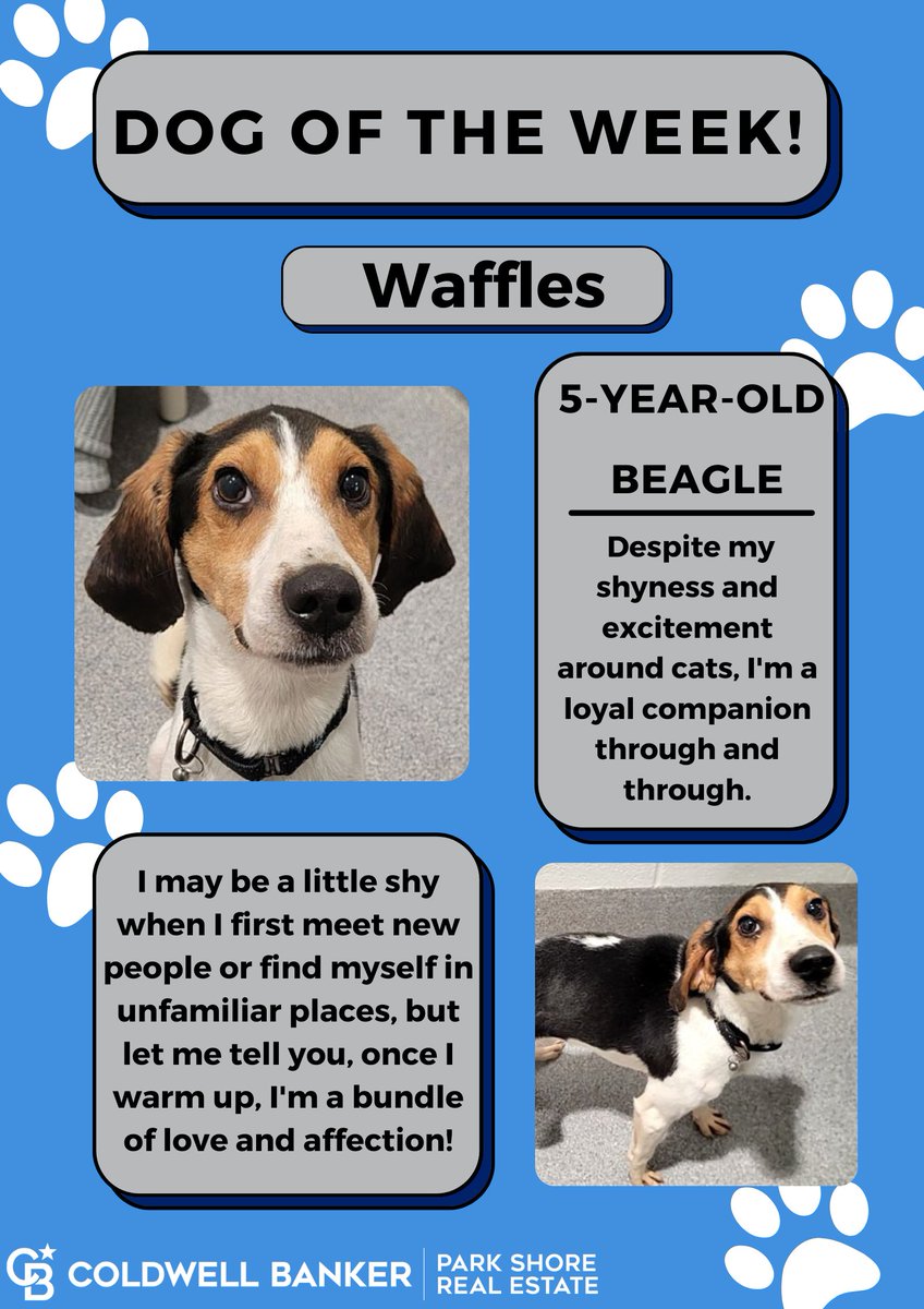 Have you met our #dogoftheweek Waffles?? 
Stop by the Kitsap Humane Society today to meet your best friend, Waffles!
#Adoptadog #kitsapcounty #waffles #welovedogs