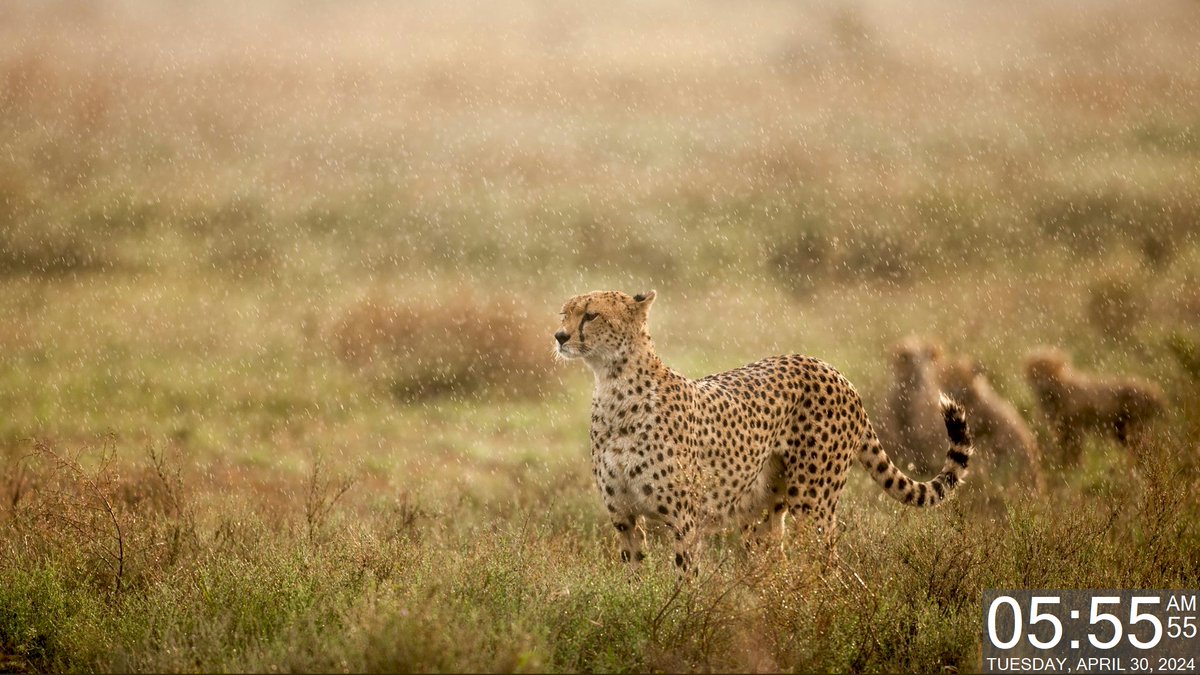 Today's Daily Wallpaper Refresh from Bing

Purr-fect speed.  Cheetah in Ngorongoro Conservation Area, Tanzania

bit.ly/3PfdwgI

#TodayForWindows #freedownload #tryitforyourself #imageoftheday #pictureoftheday #wallpaperoftheday