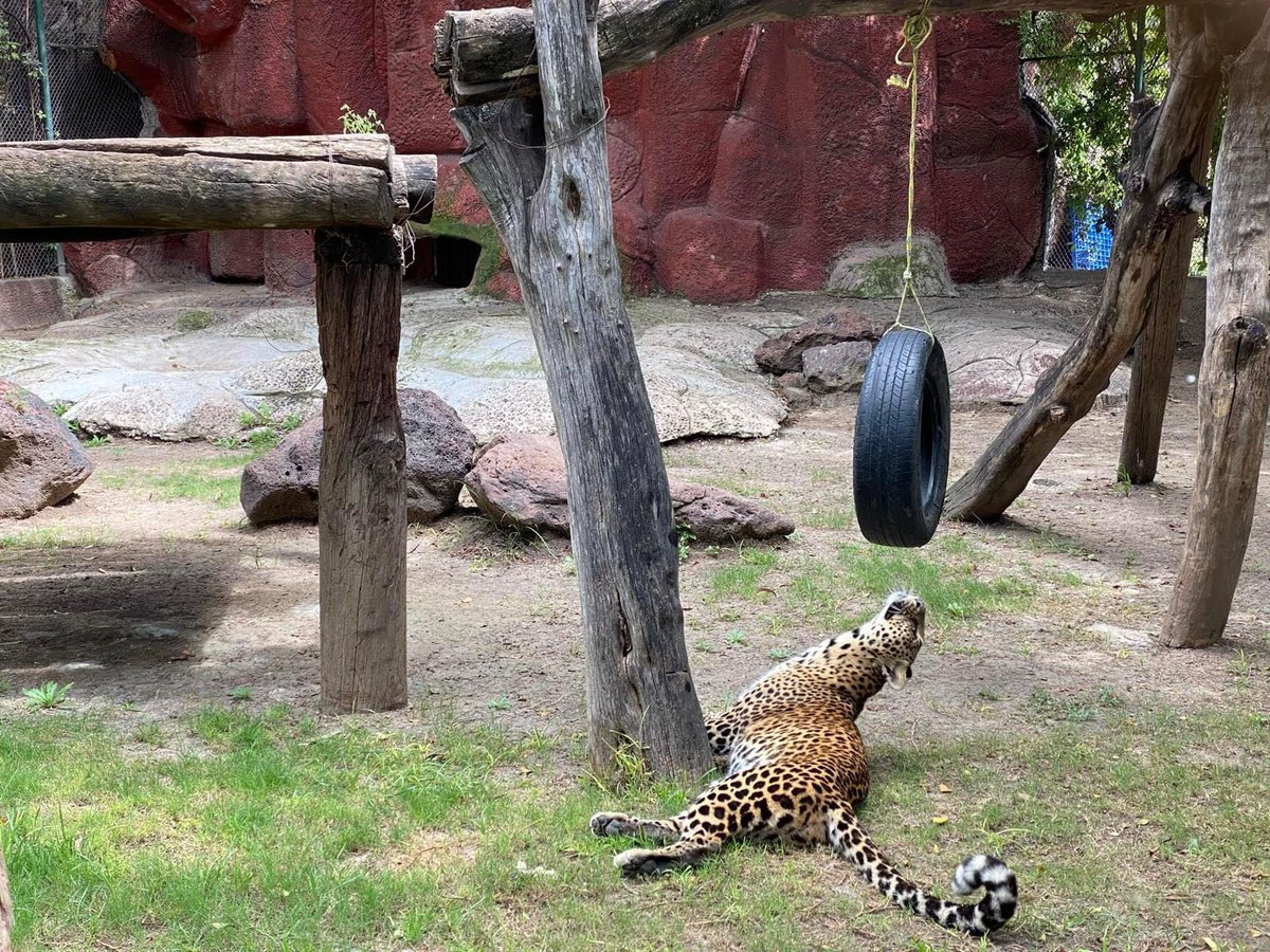 Increíbles actividades para que visites el Zoológico de #Irapuato, #Guanajuato este #DíaDeLaNiñez. ✨💯🤩

Podrán asombrarse con más de 100 especies. 🙊🦁🐯

-Remar en el pequeño lago con tu familia
-Visitar la Granjita
-Recorrer el albergue de los tigres.
1/2